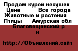 Продам курей несушек › Цена ­ 350 - Все города Животные и растения » Птицы   . Амурская обл.,Благовещенский р-н